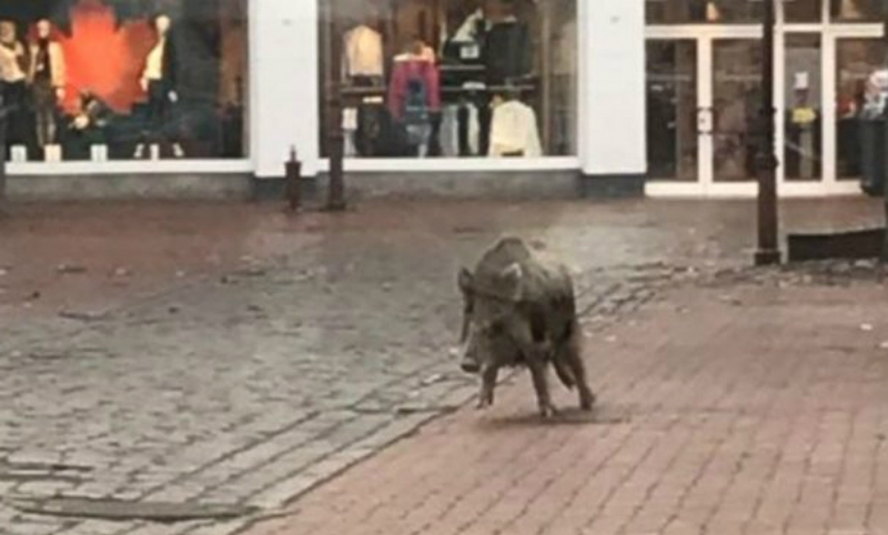 Дикие кабаны напали на маленький городок в Германии