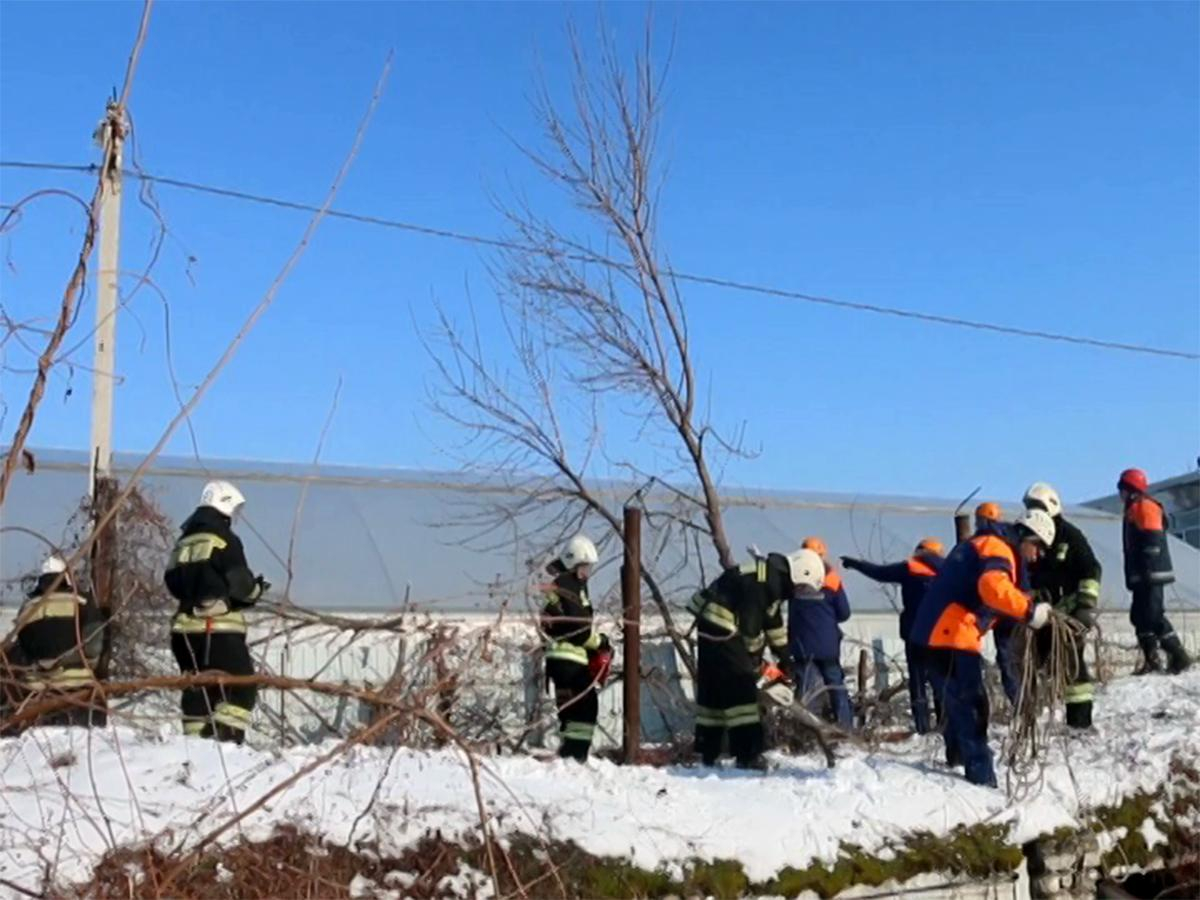 Упавшее дерево раздавило человека
