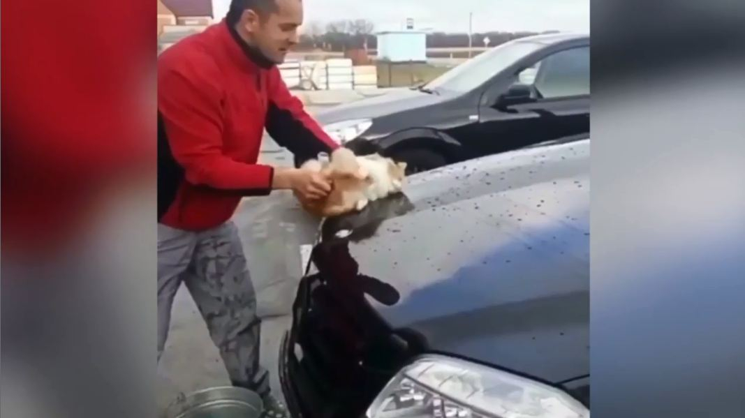Мужчина помыл любимую иномарку котом и снял процесс на видео