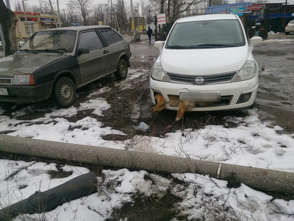«Нужно быть слепым или уродом». Неизвестный с мертвым псом на бампере пугает горожан