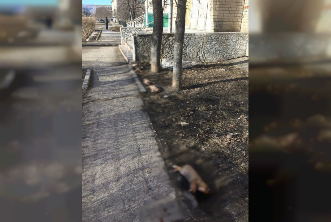 В Свердловской области живодеры поиздевались над щенками и выложили трупы вдоль тротуара