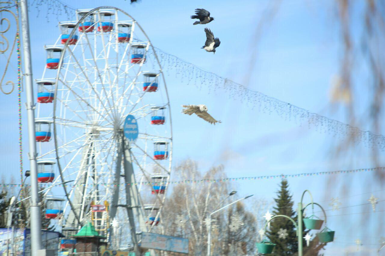 Вороны напали на сову в центре Барнаула