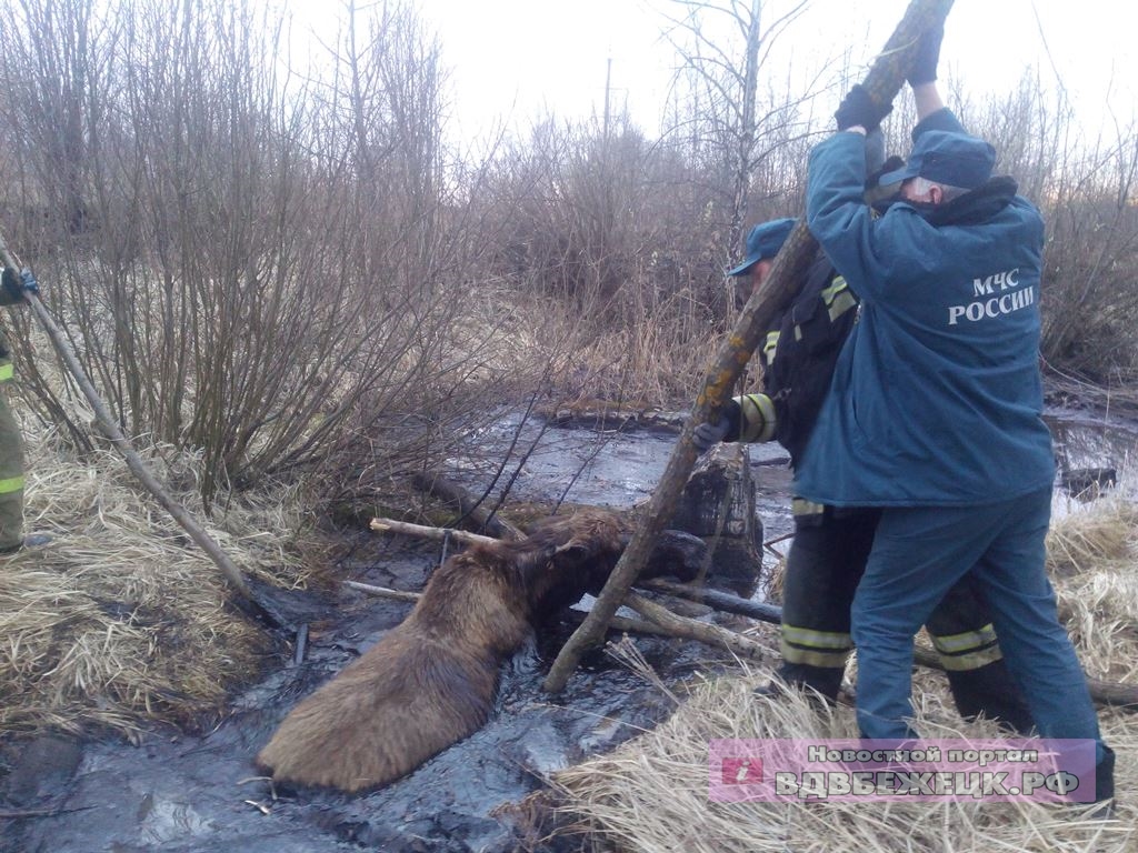 Охотники спасли лосиху из битумной ямы
