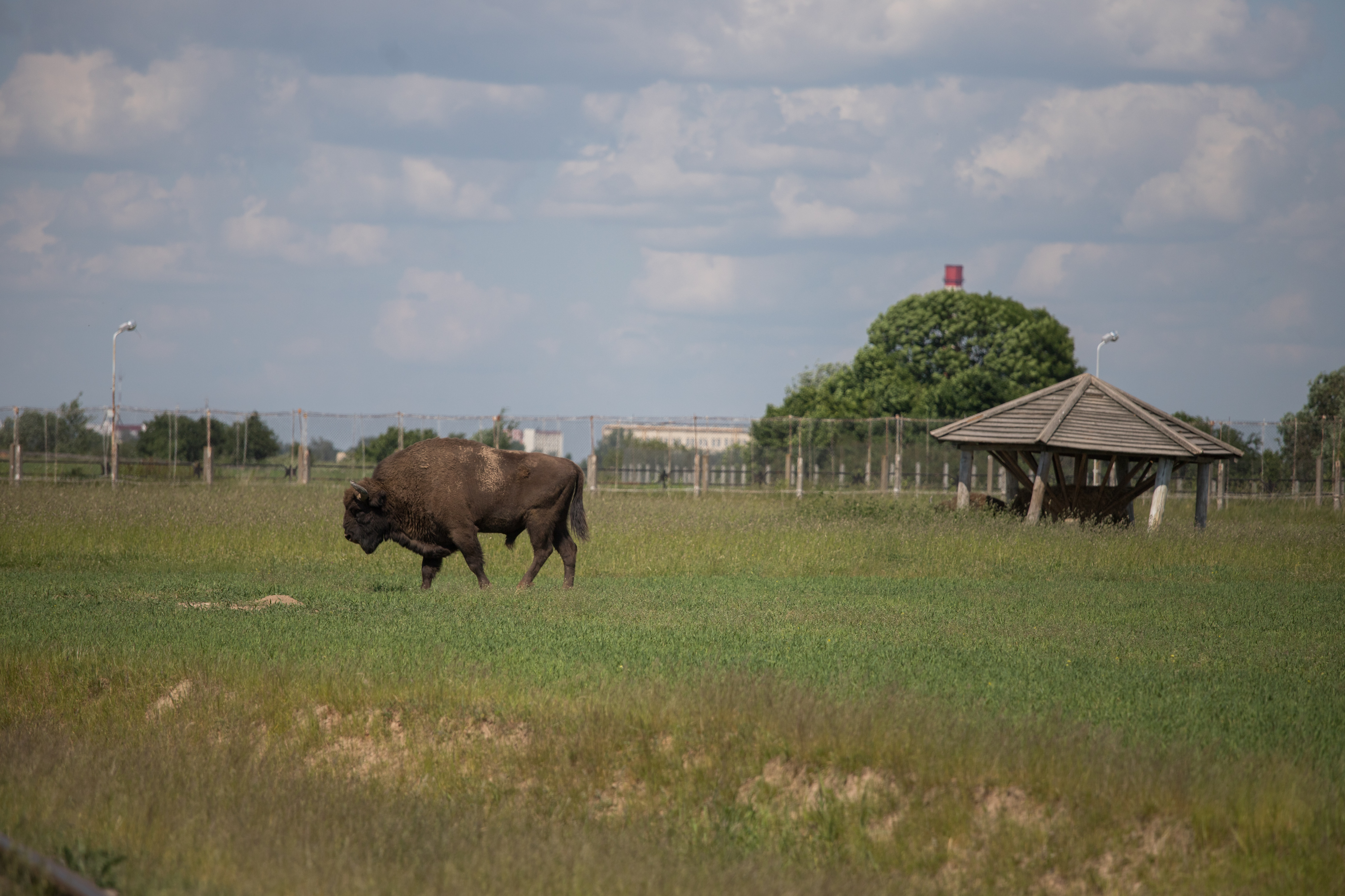 Железнодорожное сафари с зубрами
