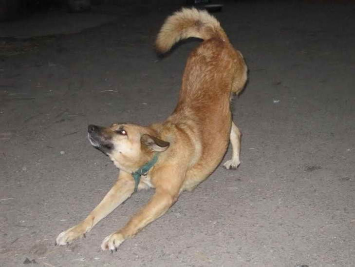 Хозяина, отрубившего лапу собаке, приговорили к реальному наказанию