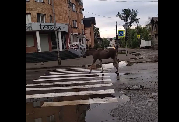 Лось уже неделю гуляет по центральным улицам Архангельска