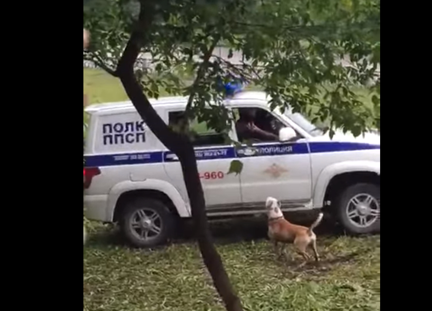 Полицейский застрелил собаку, которая защищала пьяного хозяина
