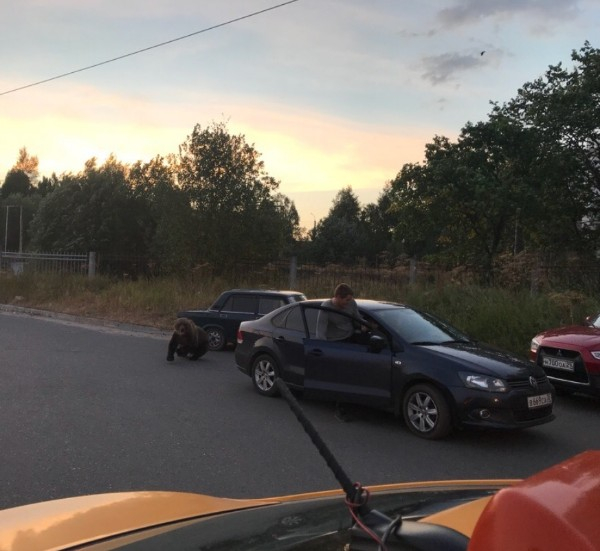 В центре Архангельска застрелили медведя из-за любителя селфи