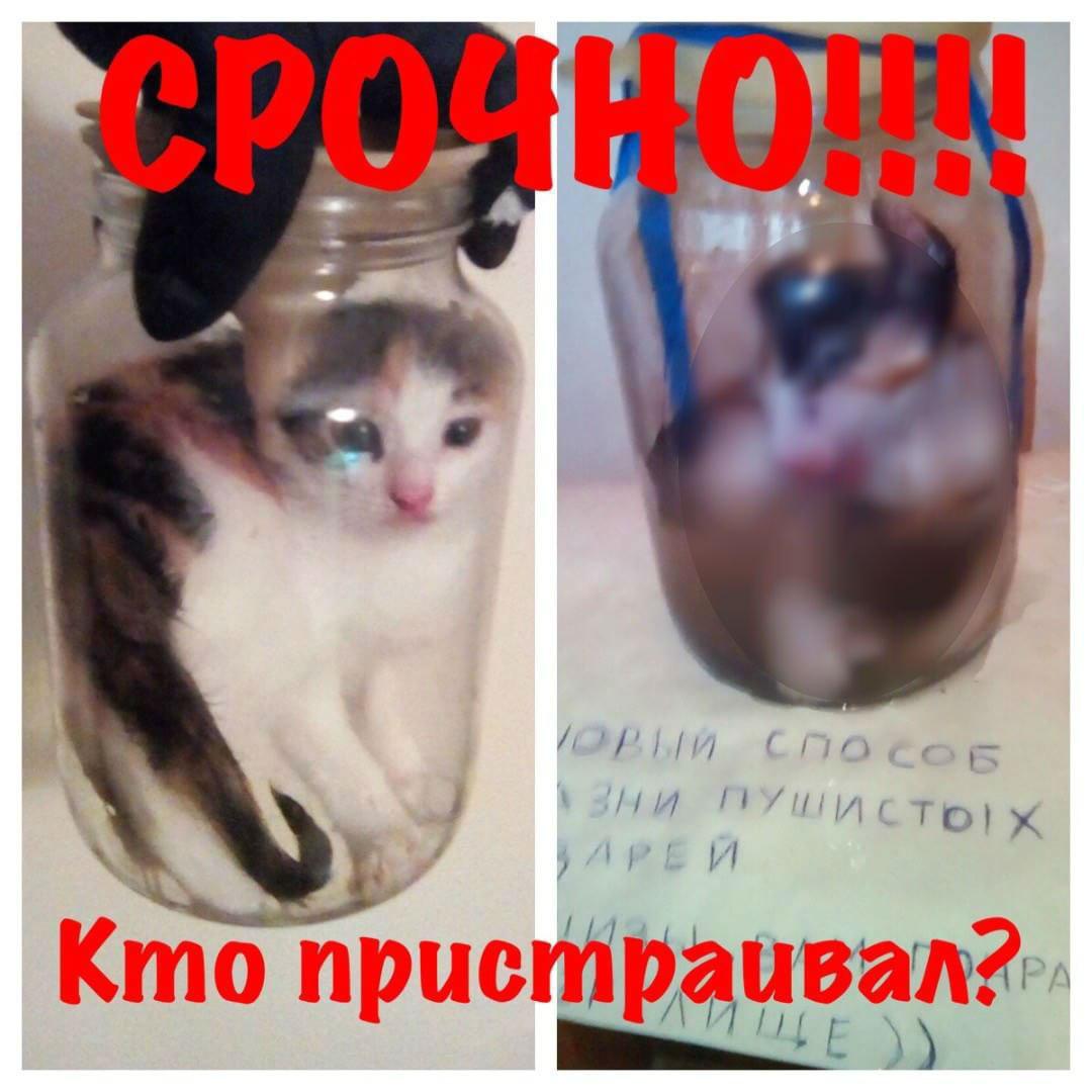 Живодер взял по объявлению котенка и сварил его заживо