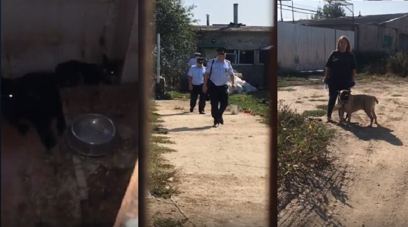Полицейские проводят проверку в «концлагере» под Чеховым, где без воды и еды находятся 600 собак