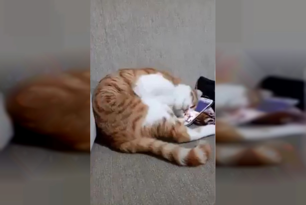 Миллионы просмотров набрало видео с котом, увидевшим погибшего хозяина