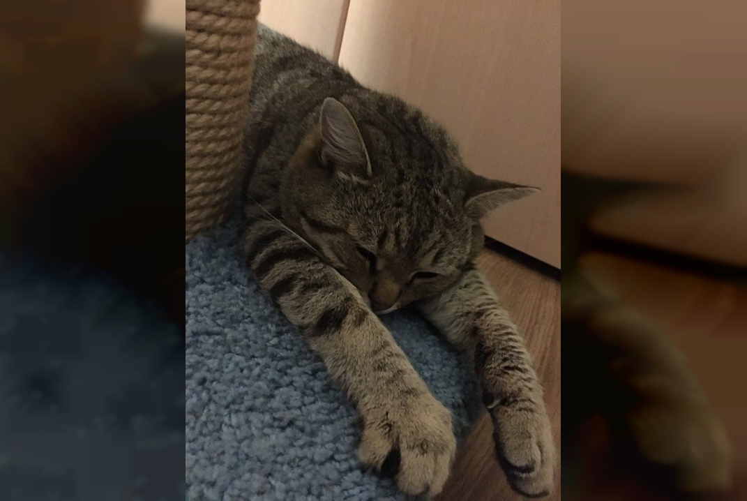 Кот-гулёна вернулся к хозяйке спустя 7 лет отсутствия
