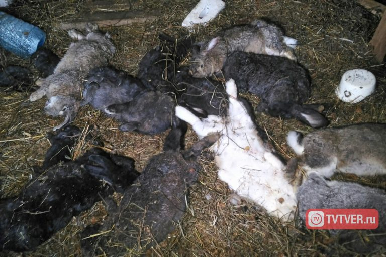 Чупакабра держит в страхе жителей нескольких деревень в Тверской области