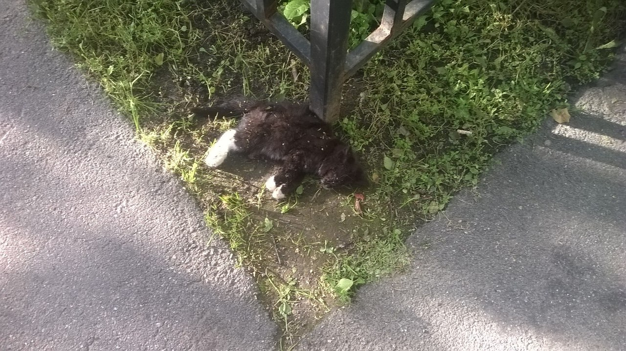 В Петербурге завели уголовное дело из-за кошек, которых женщина выбросила с 6-го этажа