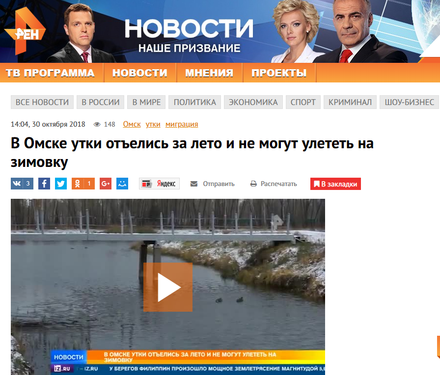 Жирненькие утки из омских парков не смогут улететь на зимовку?