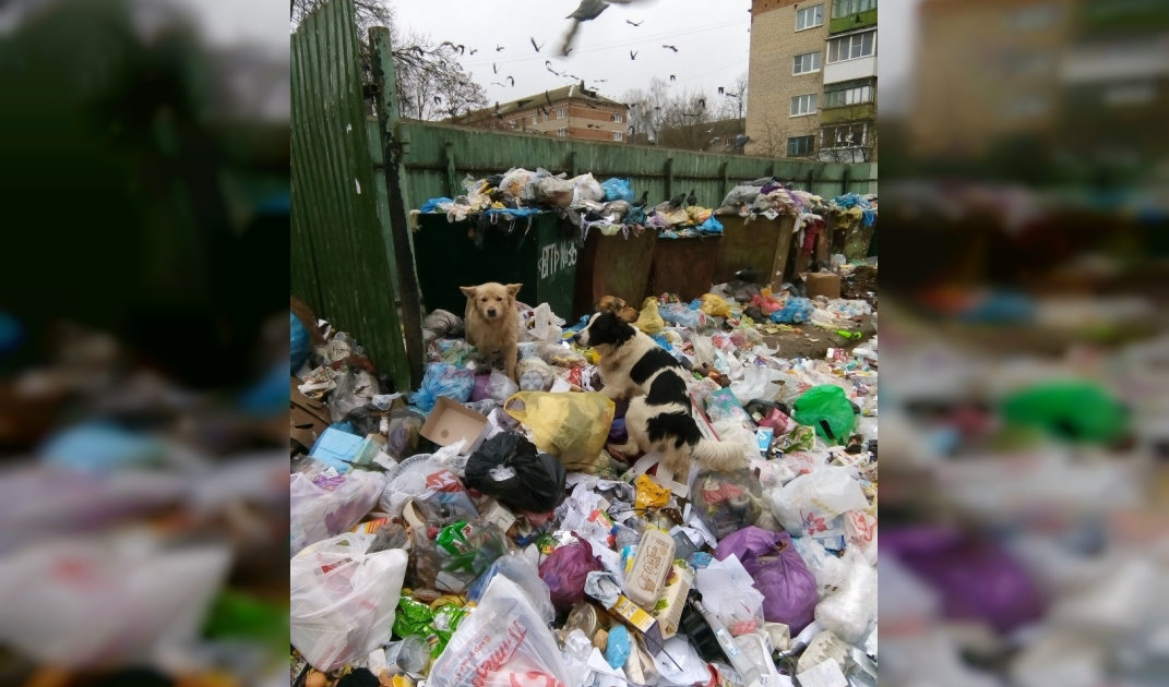 Губернатора завалили жалобами на неубранные помойки в Верхнеднепровском
