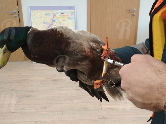 Спасатели отбили у чаек селезня, попавшего в непростое положение