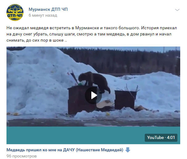 По российским медиа прогуливается медведь неизвестного происхождения