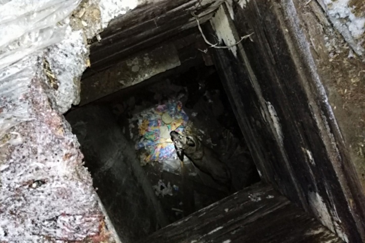Экс-полицейский спас собаку из заброшенного подвала