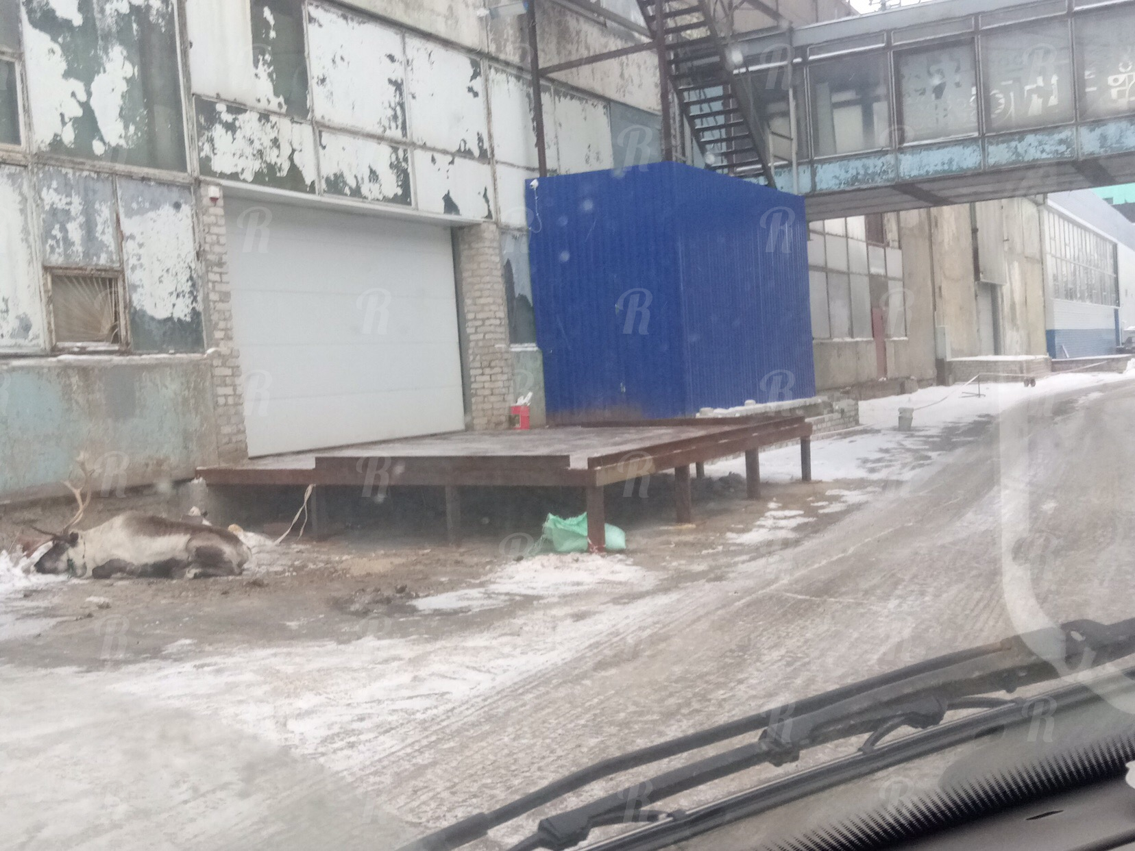 Во дворах Воронежа умер северный олень – местные обещают отправить на тот свет и его хозяина