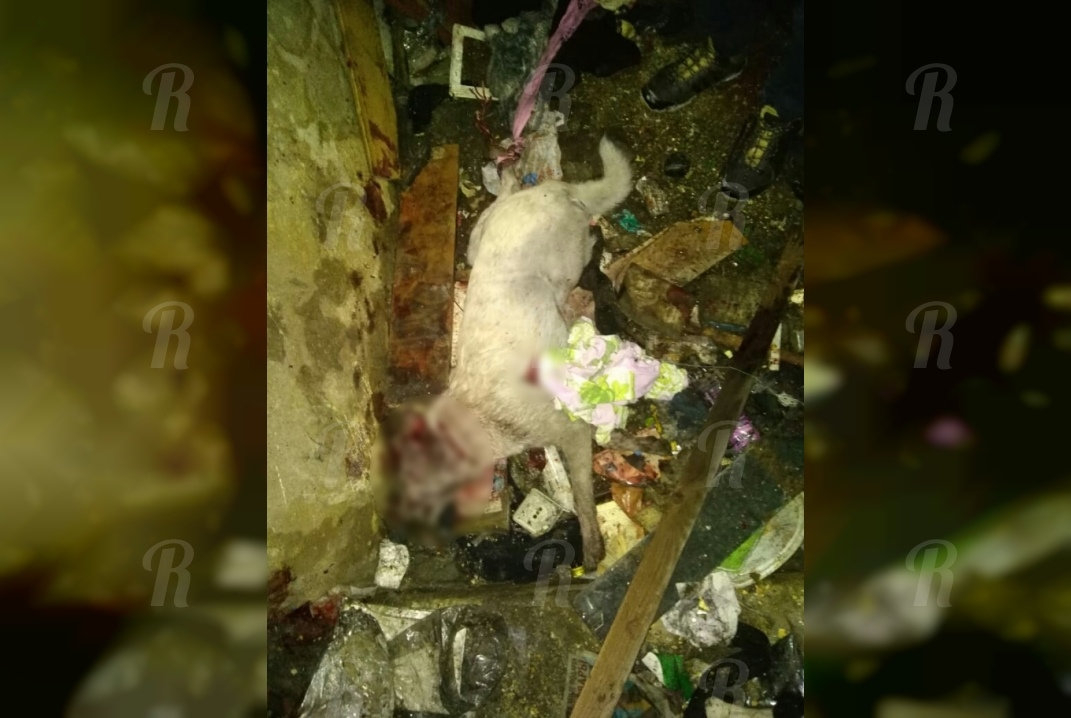 Вынесен приговор екатеринбуржцам, убившим собаку ради мяса