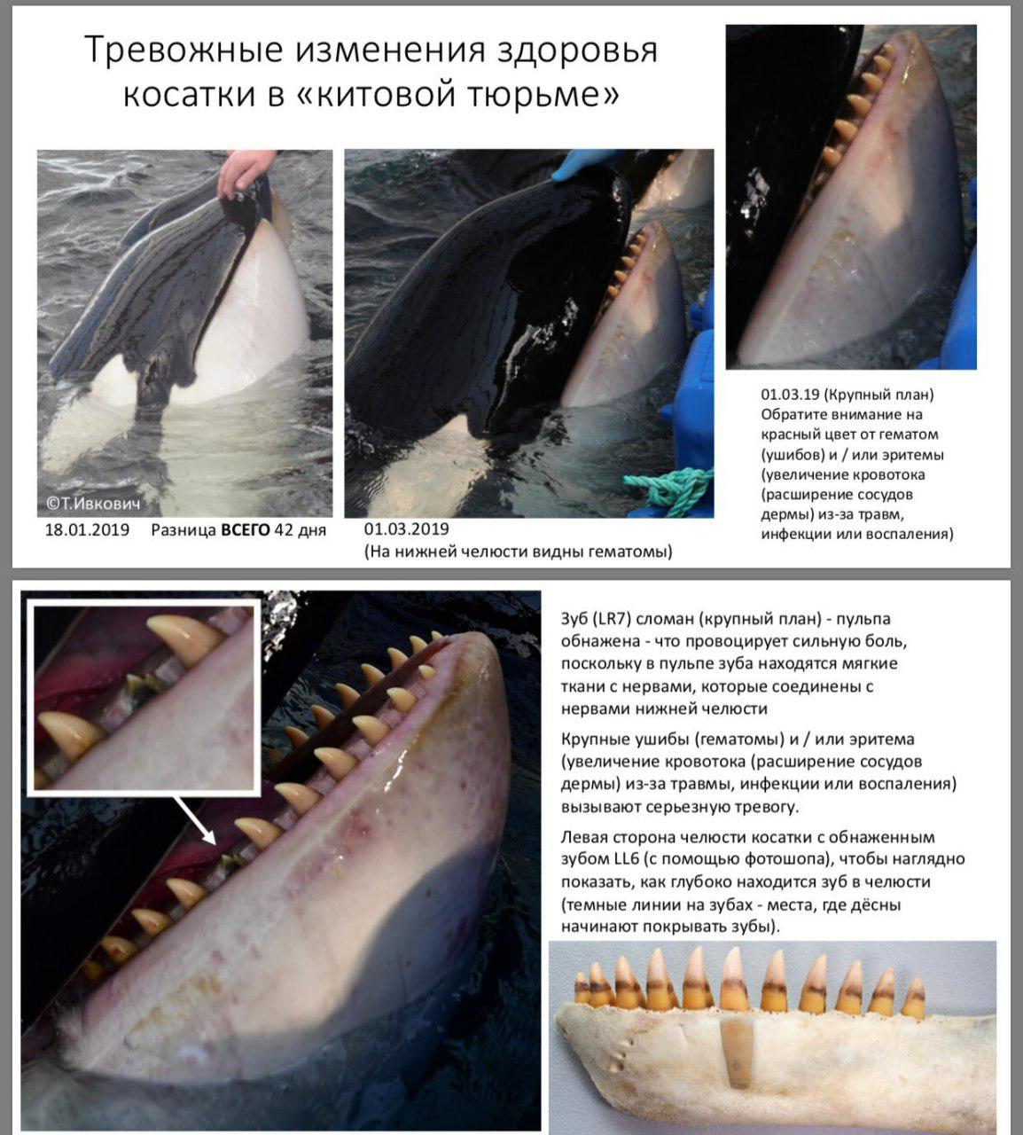 Международная группа ученых просит как можно быстрее выпустить косаток и белух из «китовой тюрьмы»