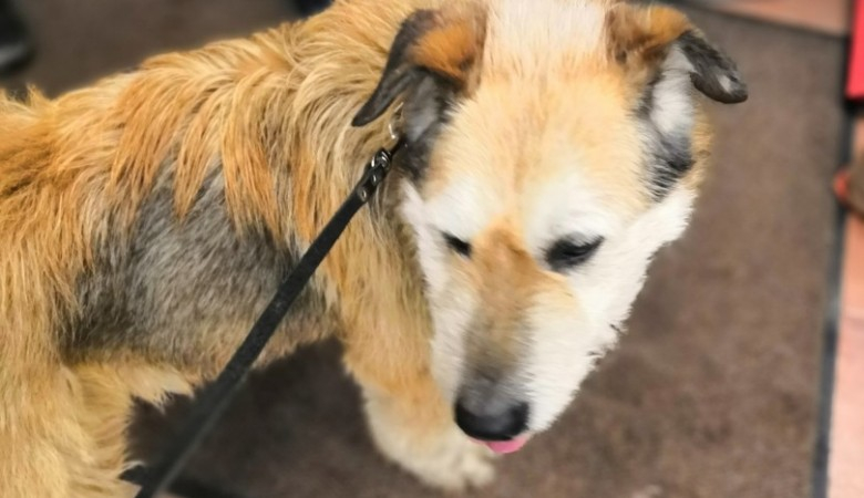 Собака, которая чуть не умерла под поездом, обрела новых хозяев