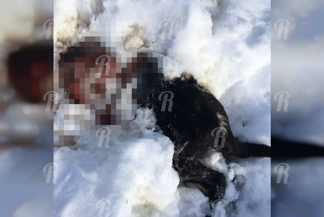 Дети нашли у жд путей в Марий Эл обезглавленные тела собак