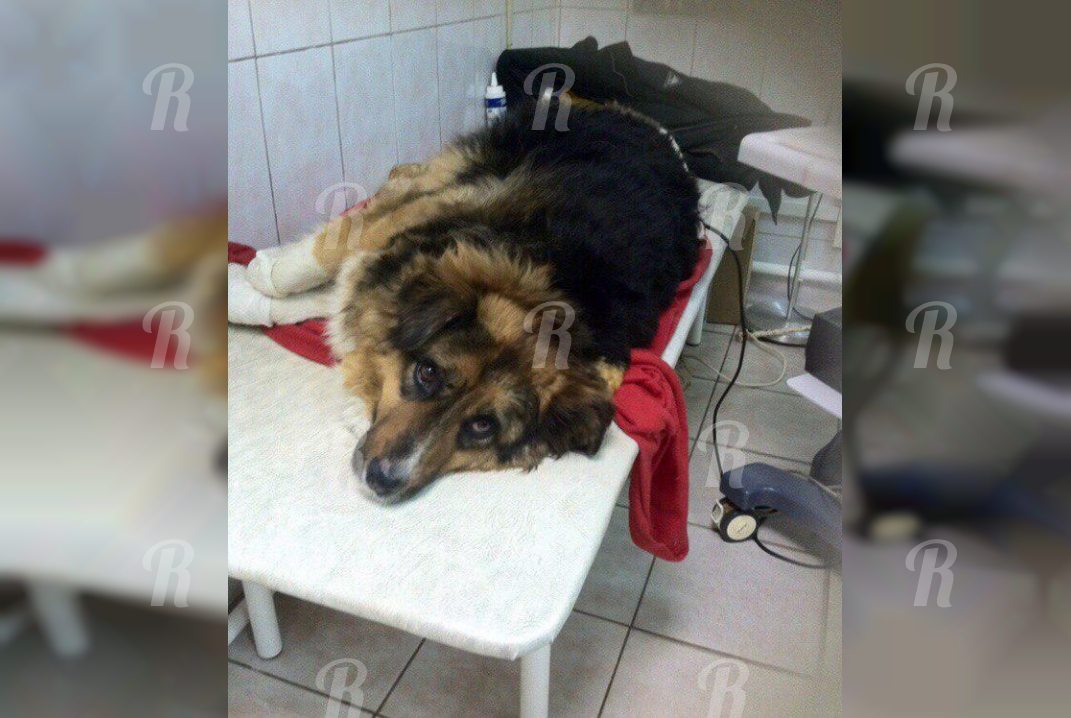 Бездомная собака Марфа из Подмосковья спасла из пожара 8 человек