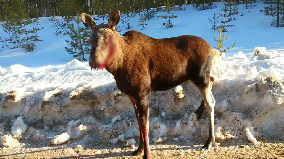В Прикамье браконьеры выкололи глаза беременной лосихе
