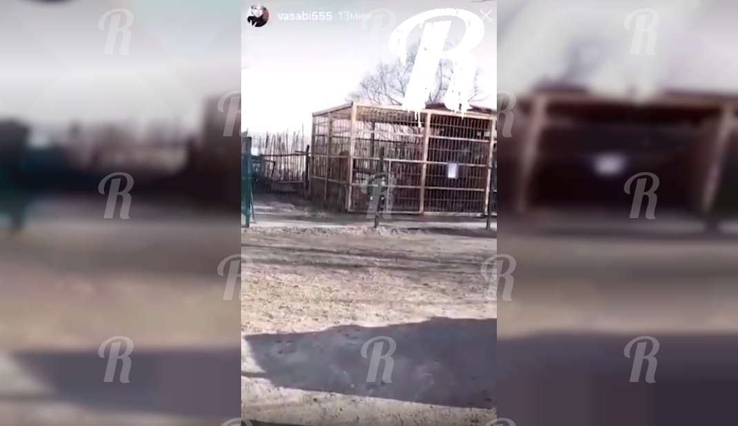 Бурый медведь оттяпал руку жительнице Приамурья