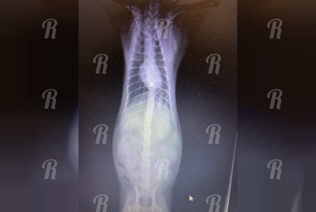 Полиция не стала наказывать воронежского вдвшника, выстрелившего в соседского кота