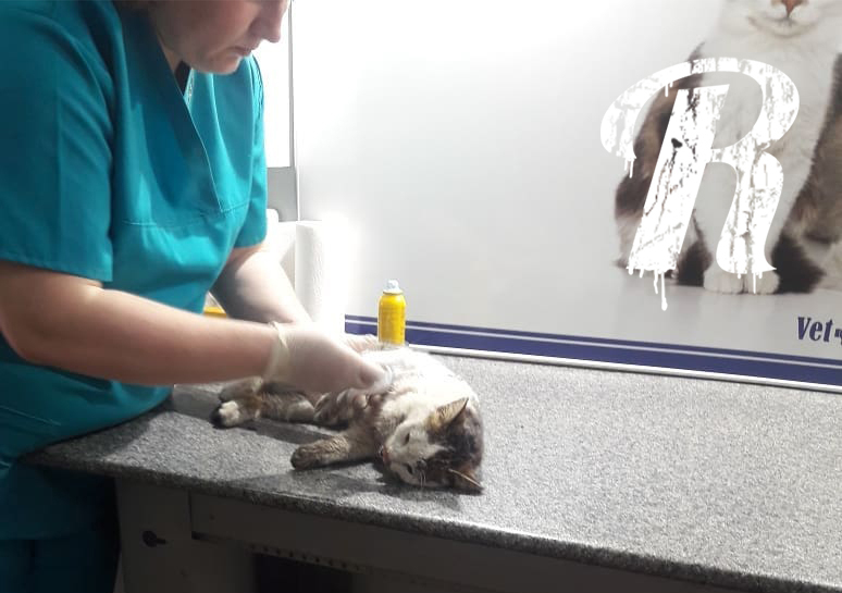 Воронежские подростки до смерти забили уличного кота