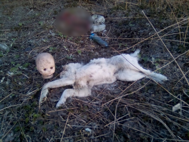 В Кемерове собаке отрезали голову и заменили на младенческую