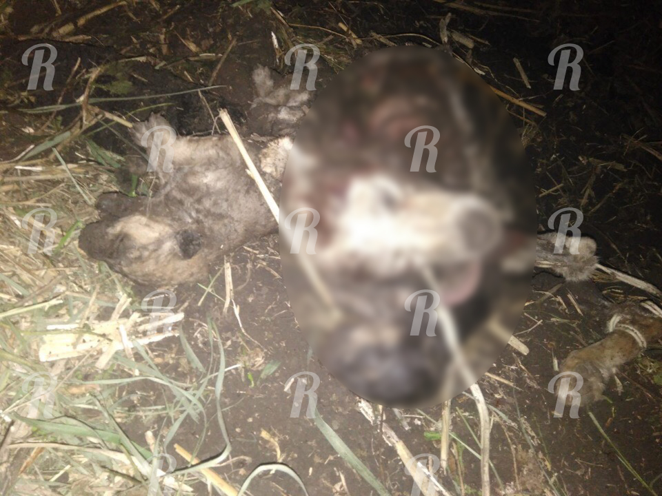 Под Саратовом живодеры сделали из собаки шашлык и живьем закопали ее щенят