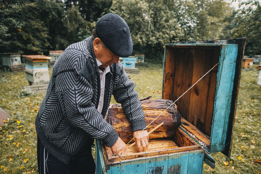 Пчелы вымирают рядом с полями