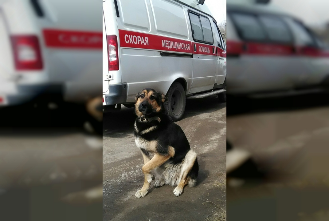 В Ленобласти местного “Хатико” пытаются спасти от саркомы