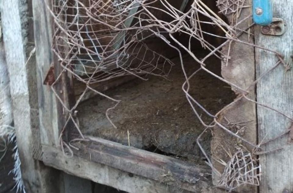 Неизвестная кровожадная тварь убивает домашних животных в Омской области