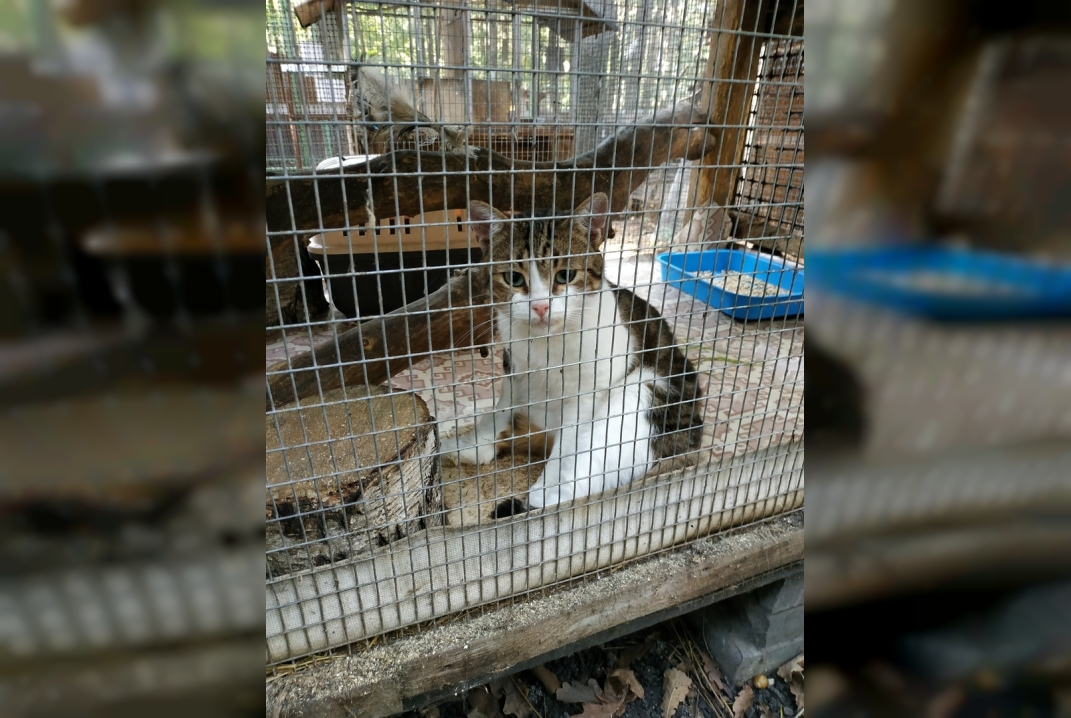 Кот-наркокурьер сбежал от следствия