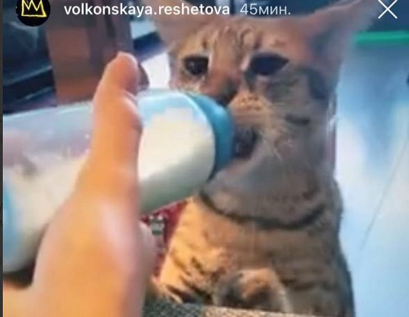 Жена Тимати кормит кота грудным молоком?