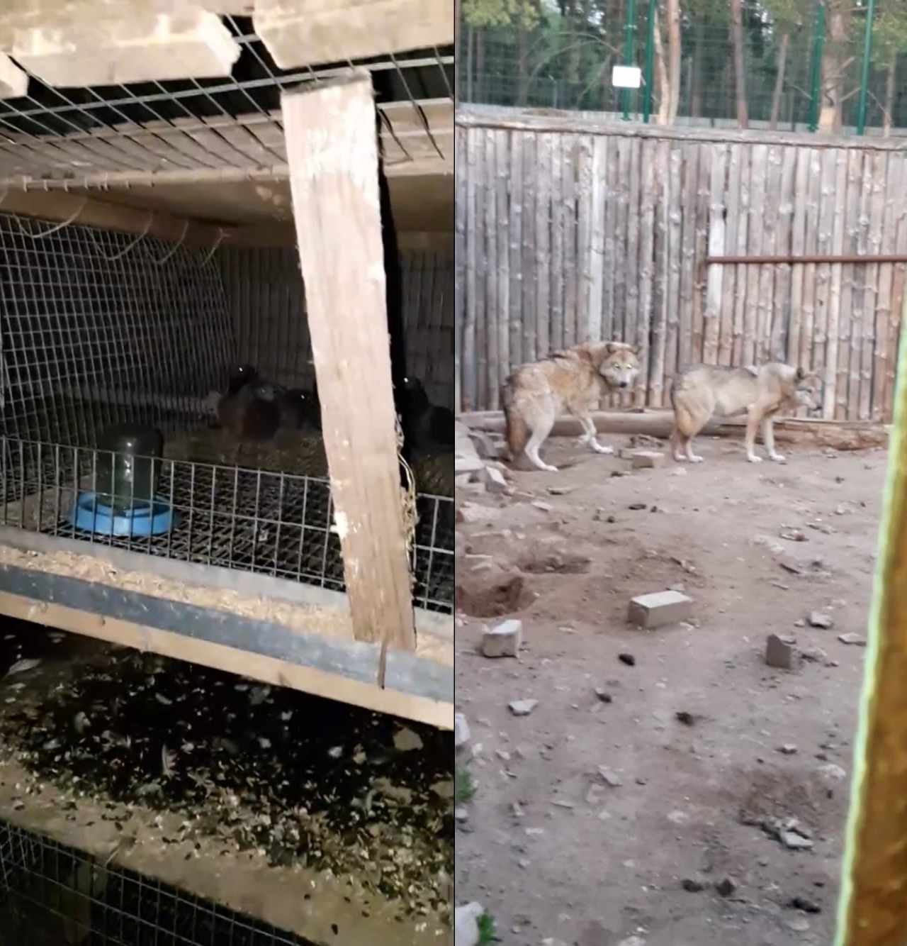 В Набережных Челнах животных из зоопарка оставили умирать с голоду