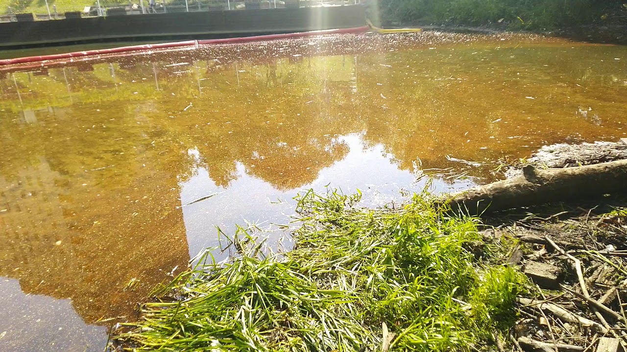 Из-за разлива нефтепродуктов в Химкинском водохранилище погибли краснокнижные сомы