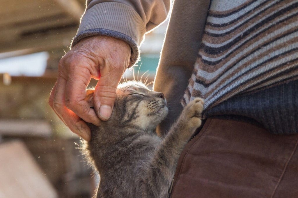 Кошачий паразит, который управляет поведением человека