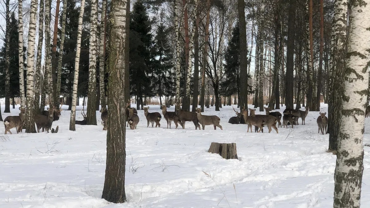 В Москве требуют отставки директора нацпарка «Лосиный остров»