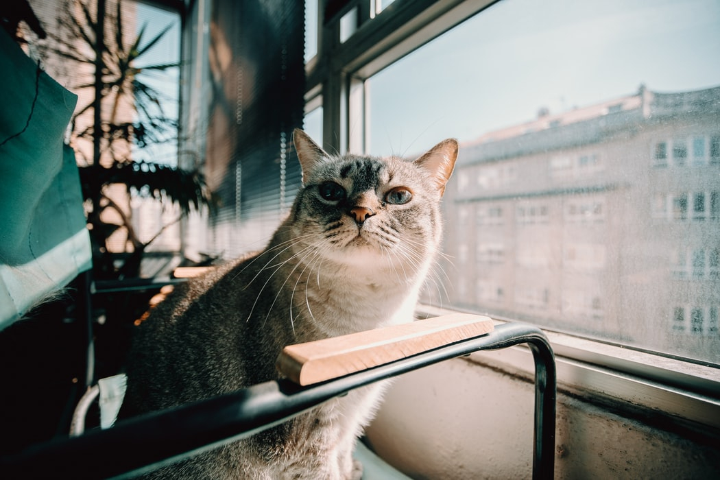 Ошибки, которые допускает каждый владелец кошки