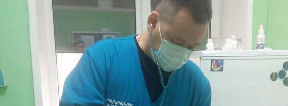 В Бурятии сократили ветеринара, раскрывшего схему отмыва денег на убийстве бродячих собак