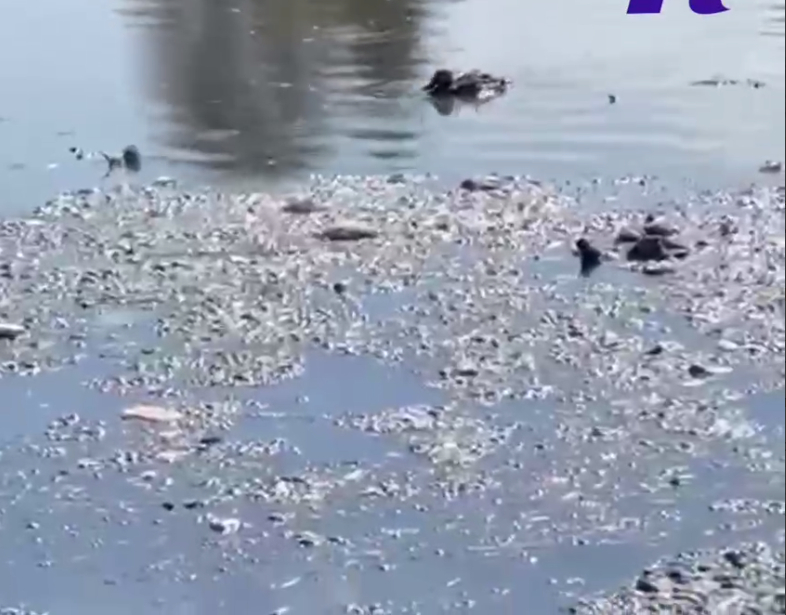 В пруду Новой Москвы из-за отходов погибла вся рыба