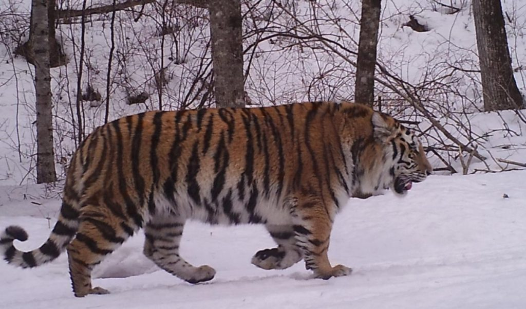 Чудовище пропало в дальневосточной тайге