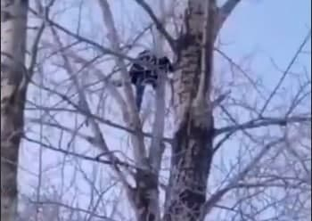 В Омске подозреваемый в изнасиловании девочки залез на дерево, убегая от правосудия