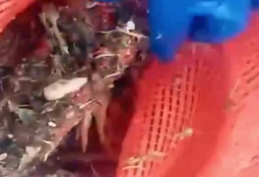 В Челябинской области птицефабрика загрязняет реку останками птиц
